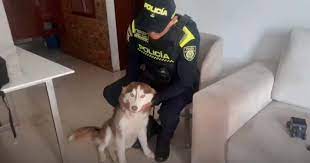 Policía verificó denuncia de presunto maltrato animal en Fontibón.