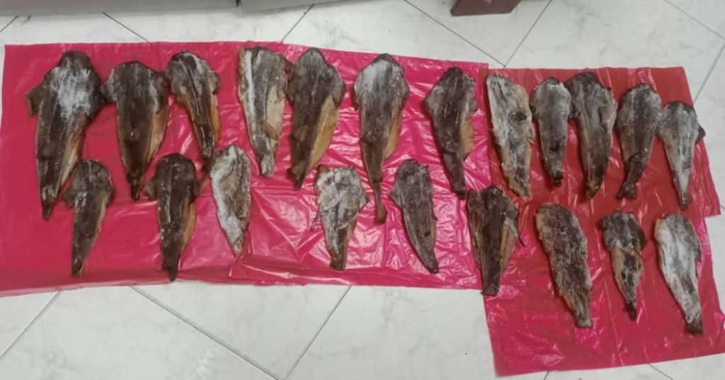 Autoridades incautan carne de tiburón en un restaurante de Bogotá.