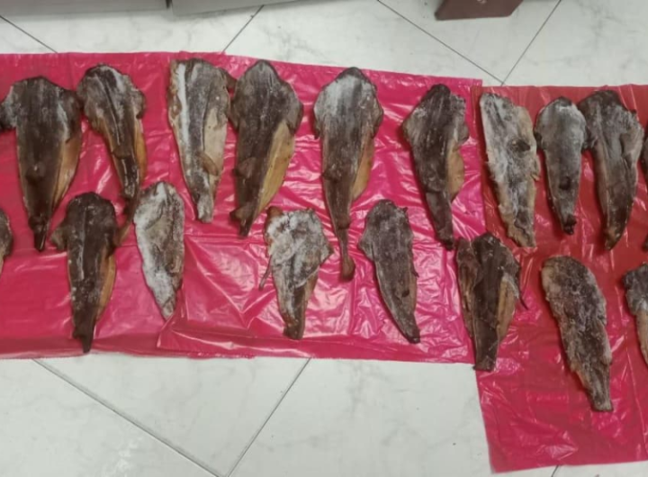 Autoridades incautan carne de tiburón en un restaurante de Bogotá.