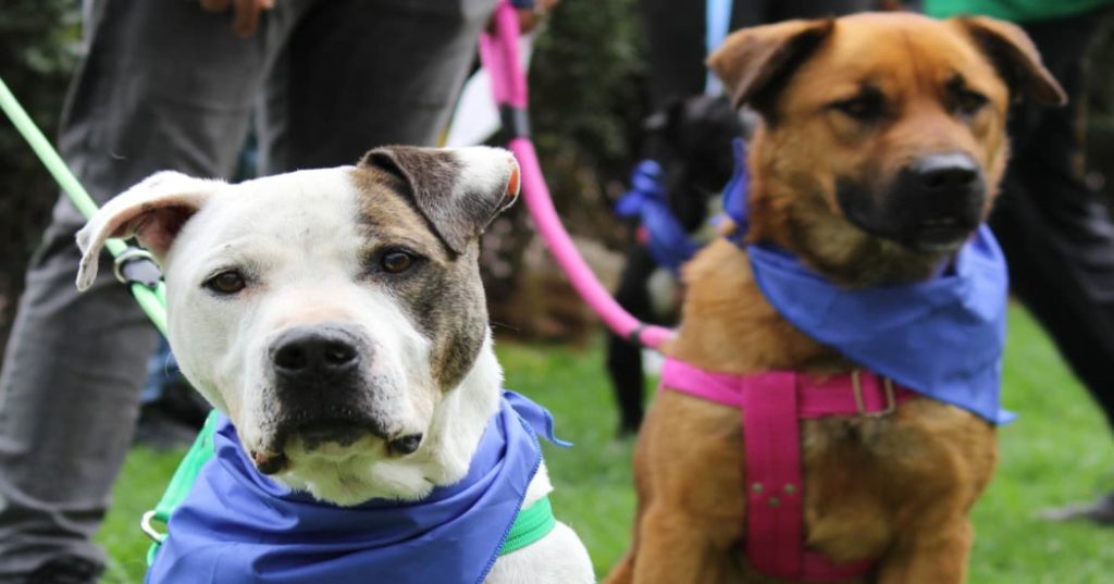 Bogotá está comprometida con atención de casos de maltrato animal ¡Denuncia!.