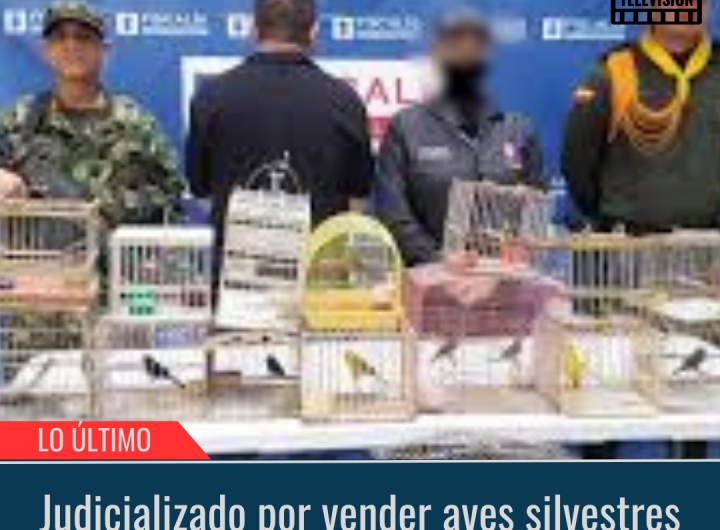 Judicializado por vender aves silvestres.