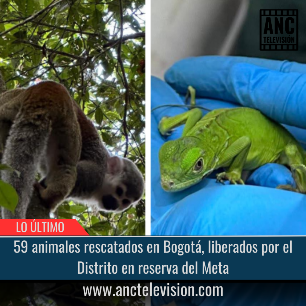 59 animales rescatados en Bogotá.