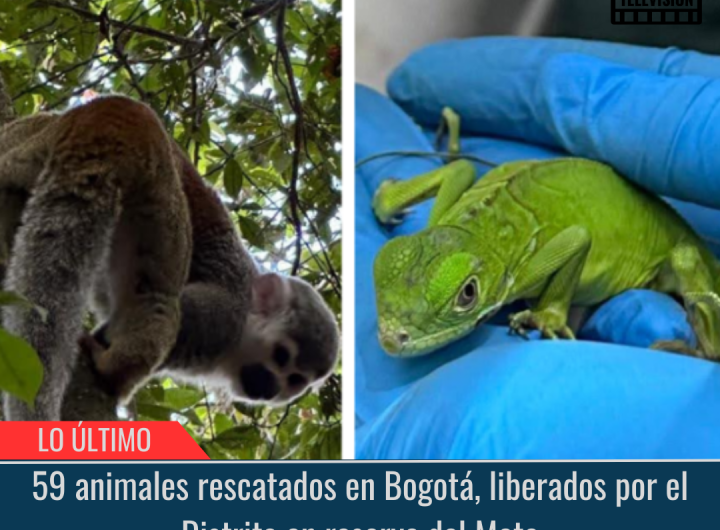 59 animales rescatados en Bogotá.