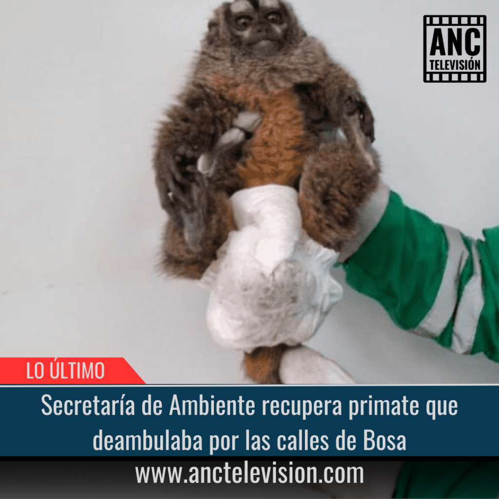 Secretaría de Ambiente recupera primate que deambulaba por las calles de Bosa.