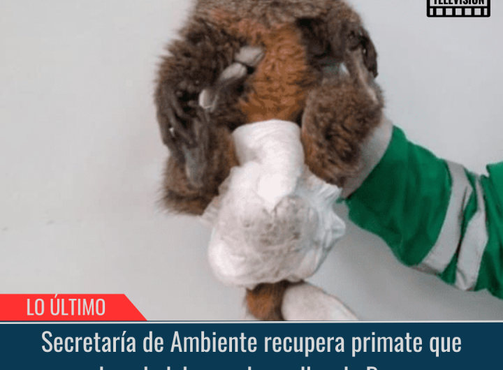 Secretaría de Ambiente recupera primate que deambulaba por las calles de Bosa.