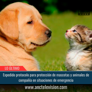 Expedido protocolo para protección de mascotas y animales de compañía en situaciones de emergencia.