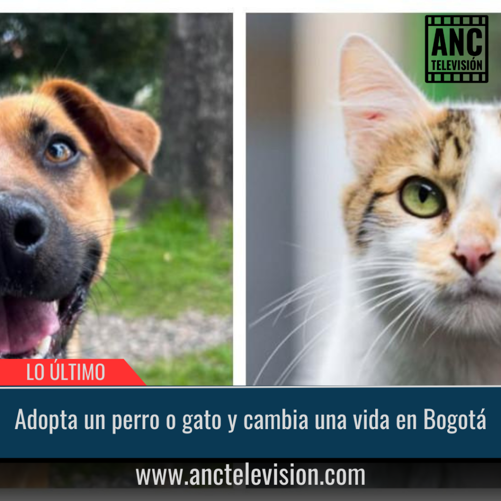 Adopta un perro o gato y cambia una vida en Bogotá.