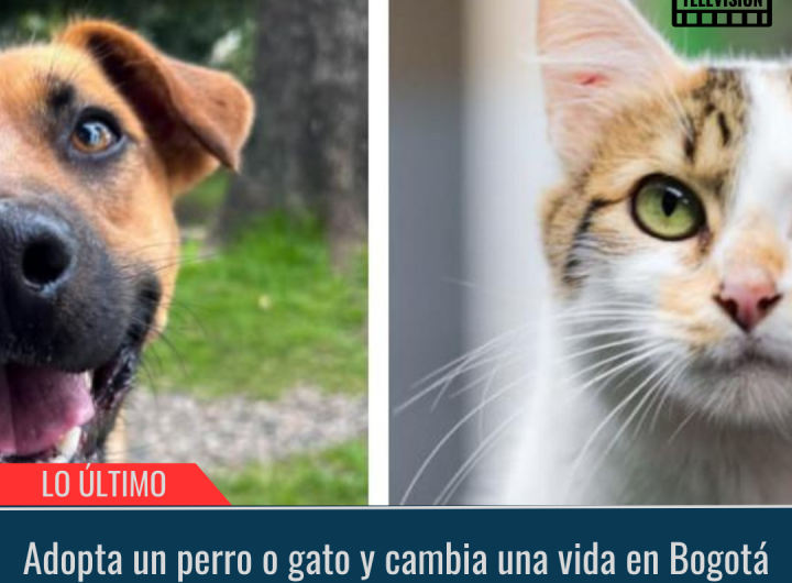 Adopta un perro o gato y cambia una vida en Bogotá.