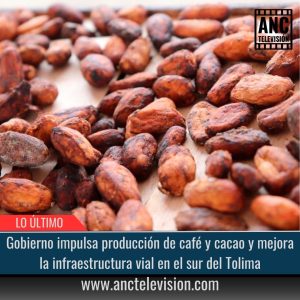 Gobierno impulsa producción de café y cacao.