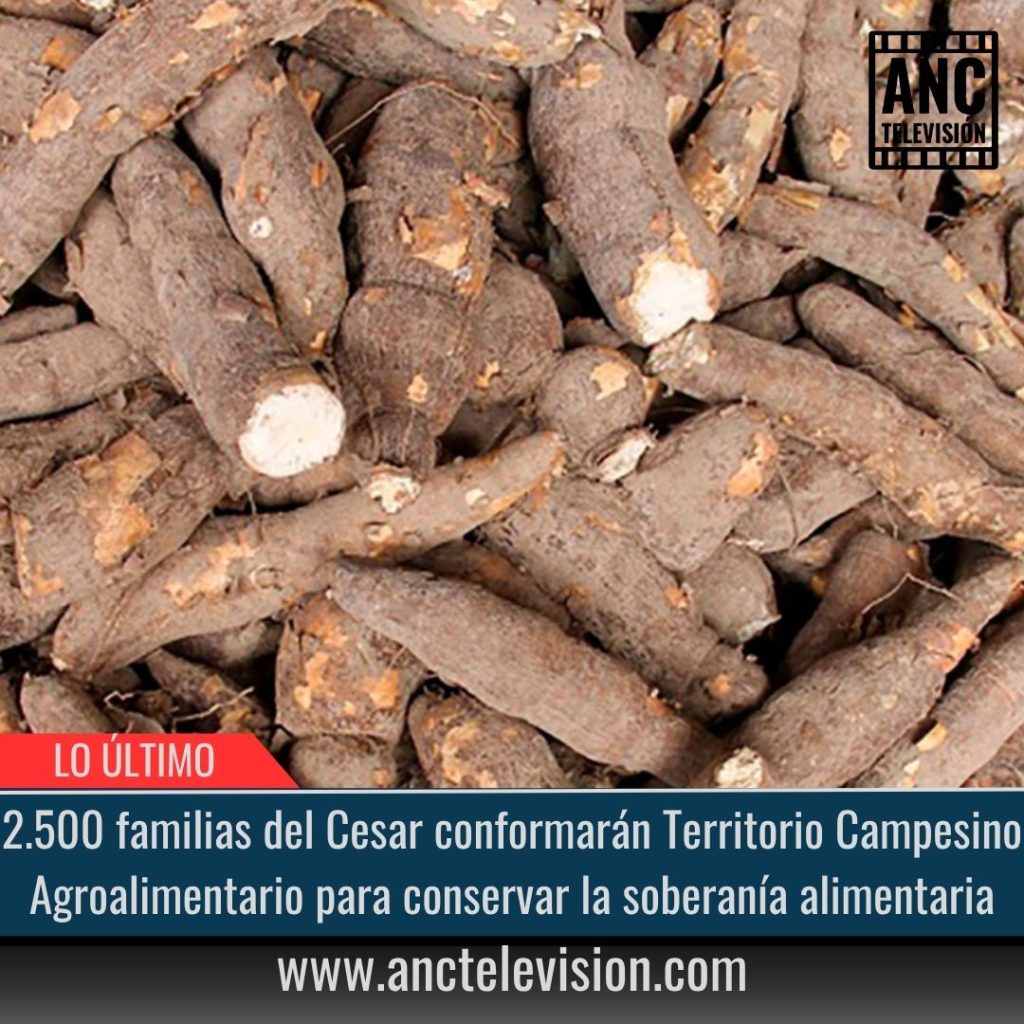 2.500 familias del Cesar conformarán Territorio Campesino Agroalimentario para conservar la soberanía alimentaria.