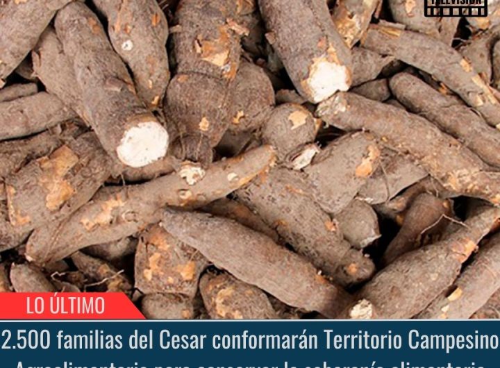 2.500 familias del Cesar conformarán Territorio Campesino Agroalimentario para conservar la soberanía alimentaria.