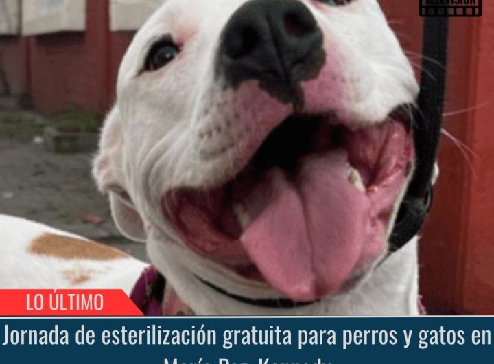 Jornada de esterilización gratuita.