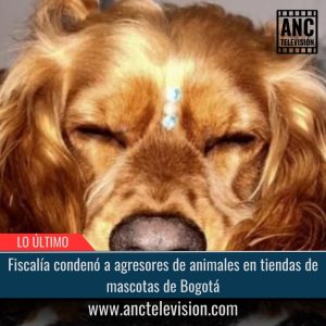 Fiscalía condenó a agresores de animales.