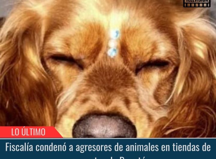 Fiscalía condenó a agresores de animales.