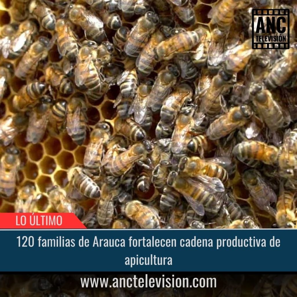 Cadena productiva de apicultura.
