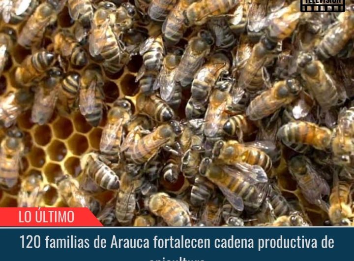 Cadena productiva de apicultura.