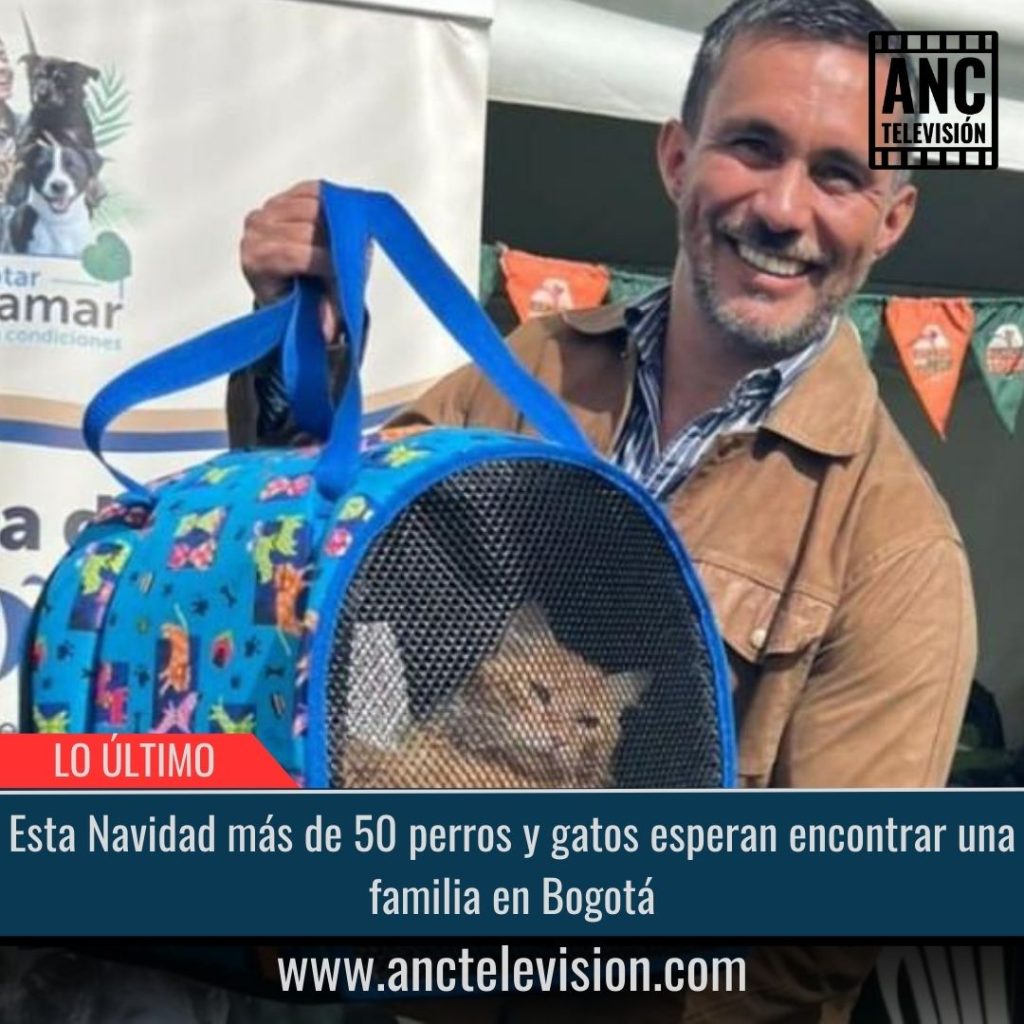Esta Navidad más de 50 perros y gatos esperan encontrar una familia.