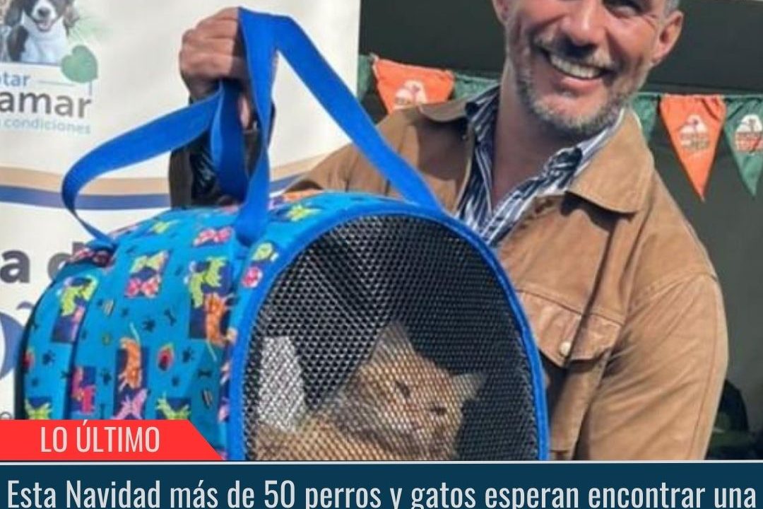 Esta Navidad más de 50 perros y gatos esperan encontrar una familia.