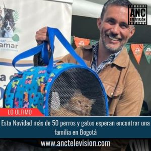 Esta Navidad más de 50 perros y gatos esperan encontrar una familia.