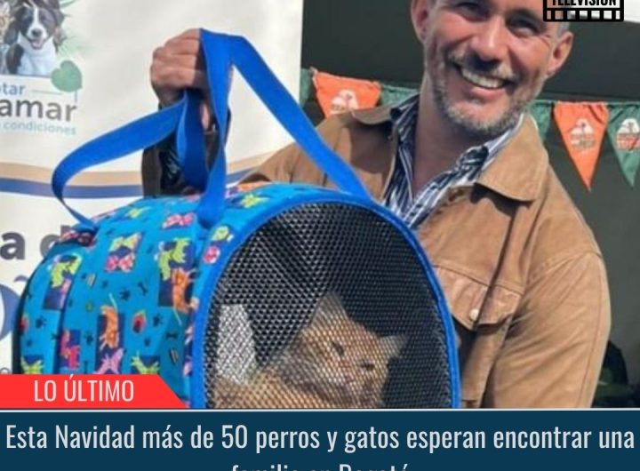 Esta Navidad más de 50 perros y gatos esperan encontrar una familia.