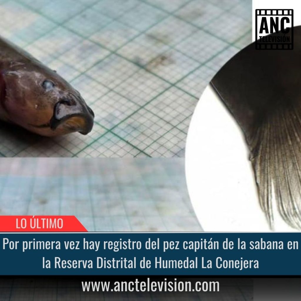 Registro del pez capitán.