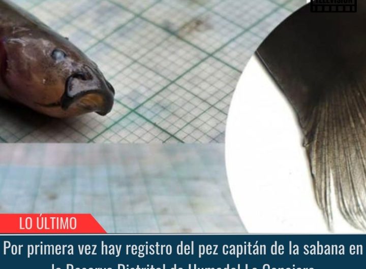 Registro del pez capitán.