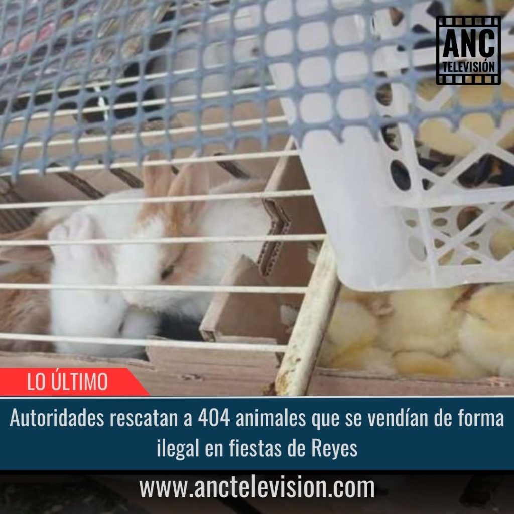 Autoridades rescatan a 404 animales.