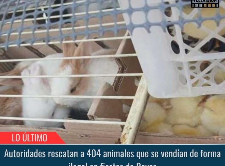 Autoridades rescatan a 404 animales.